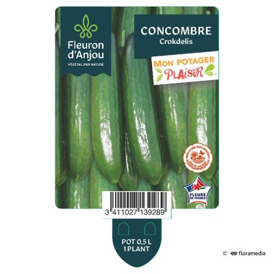 Concombre Crokdelis