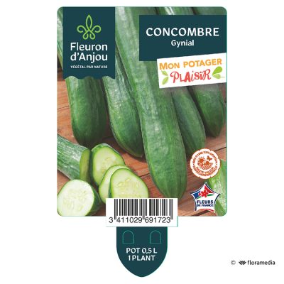 Concombre Gynial