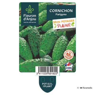 Cornichon Parigyno