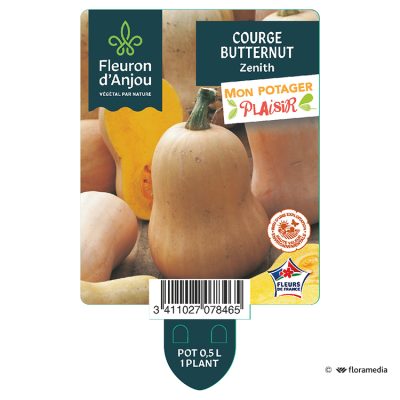 Courge Butternut Zenith