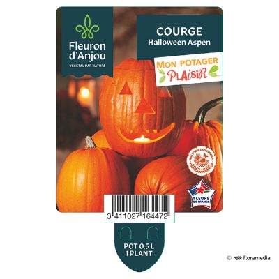 Courge Halloween Aspen