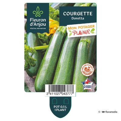 Courgette Doretta