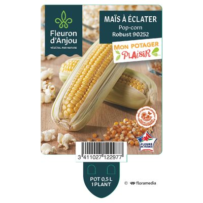 Maïs à Éclater Pop-Corn Robust 90252