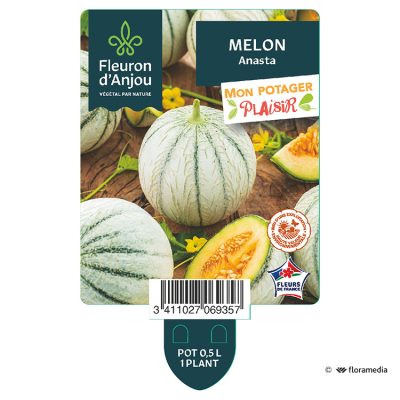 Melon Anasta