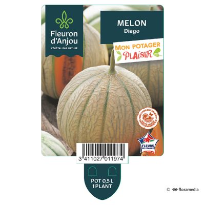 Melon Diego
