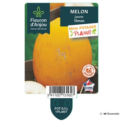 Melon Jaune Timon