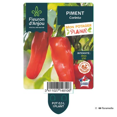 Piment Corinto