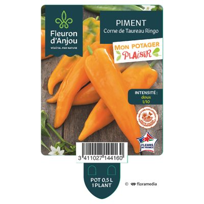 Piment Jaune Corne de Taureau Ringo