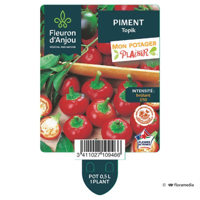Piment Topik