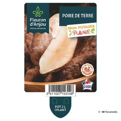 Poire de Terre