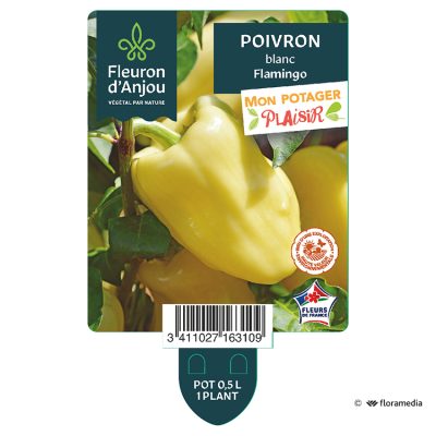 Poivron Blanc Flamingo