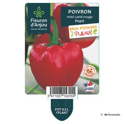 Poivron Mini Carré Rouge Popti