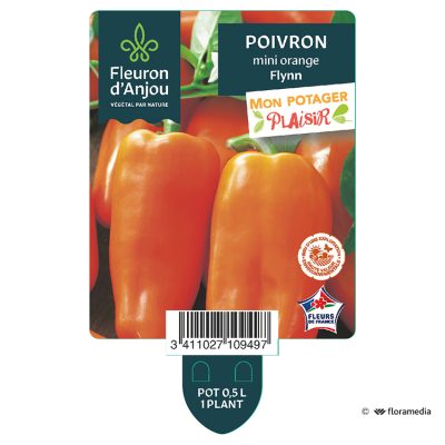 Poivron Mini Orange Flynn