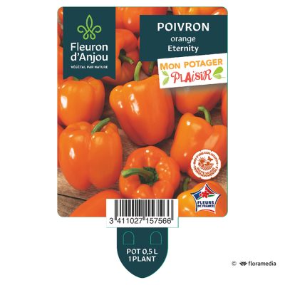 Poivron Orange eternity