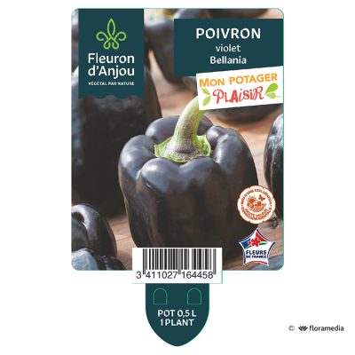 Poivron Violet Bellania