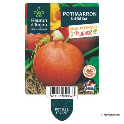 Potimarron Uchiki Kuri