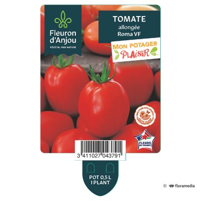 Tomate Allongée Roma VF