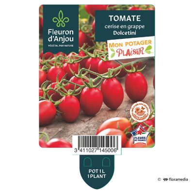 Tomate Cerise en Grappe Dolcetini