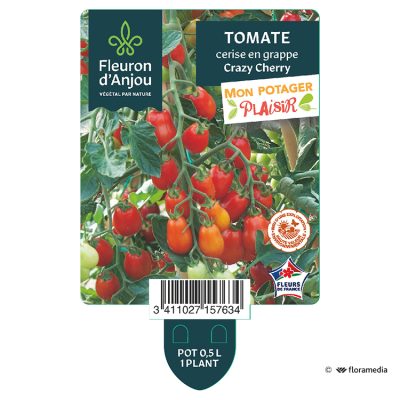 Tomate Cerise en Grappe Crazy Cherry