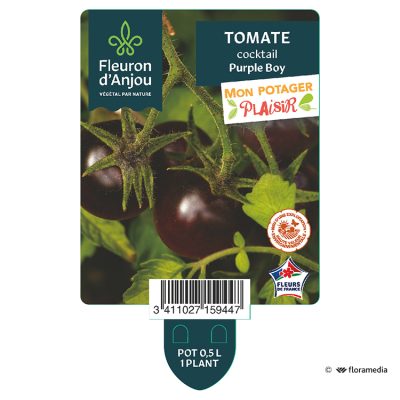 Tomate Cocktail Purple Boy