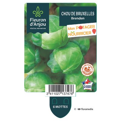 Chou de Bruxelles Brenden