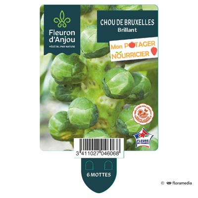 Chou de Bruxelles Brilliant