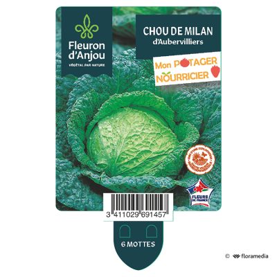 Chou de Milan d'Aubervilliers