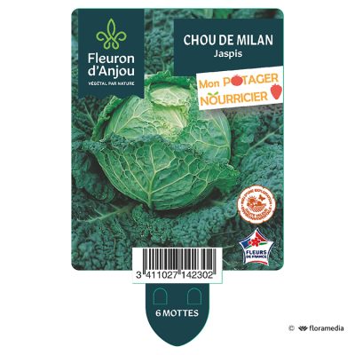 Chou de Milan Jaspis