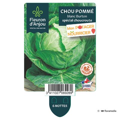 Chou Pommé Blanc Burton Spécial Choucroute