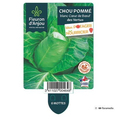 Chou Pommé Blanc Cœur de Bœuf des Vertus