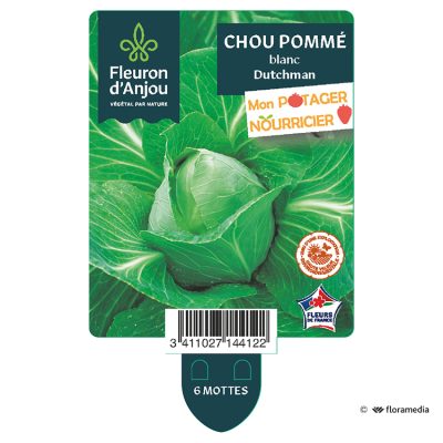 Chou Pommé Blanc dutchman