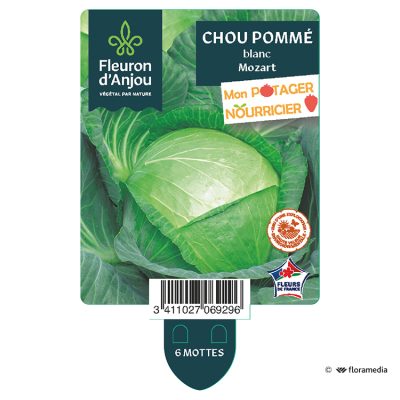 Chou Pommé Blanc Mozart