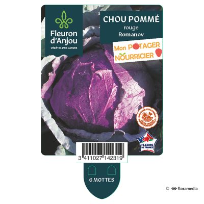 Chou Pommé Rouge Romanov