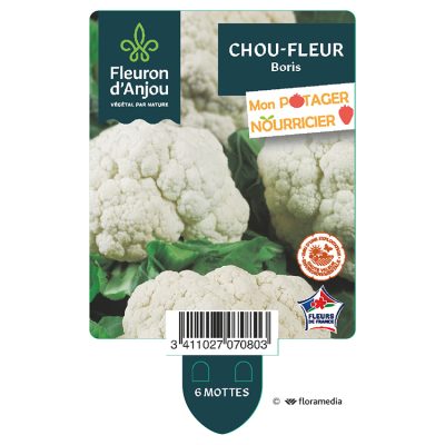 Chou-Fleur Boris