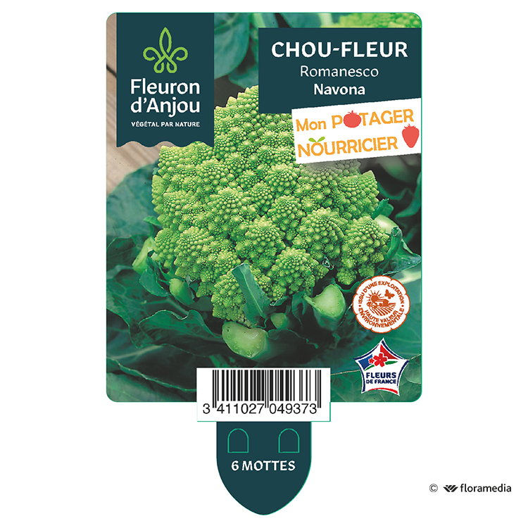 Chou Fleur Romanesco Navona Fleuron D Anjou