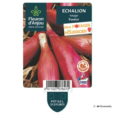 Echalion Rouge Fuséor