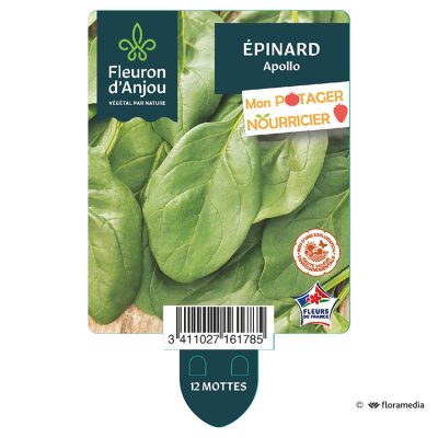 Epinard Apollo