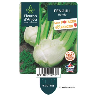 Fenouil Rondo