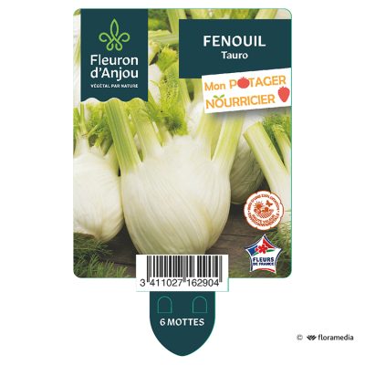 Fenouil Tauro