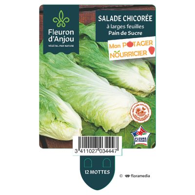 Chicorée à Larges Feuilles Pain de Sucre