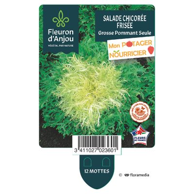 Chicorée Frisée Grosse Pommant Seule