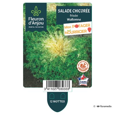 Chicorée Frisée Wallonne