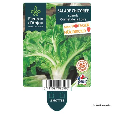 Chicorée Scarole Cornet de La Loire