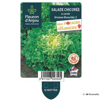 Chicorée Scarole Grosse Bouclée 2