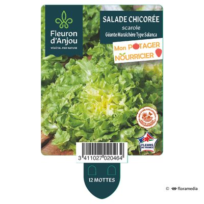 Chicorée Scarole Géante Maraîchère Type Salanca