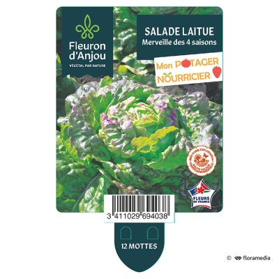 Laitue Merveille des 4 Saisons