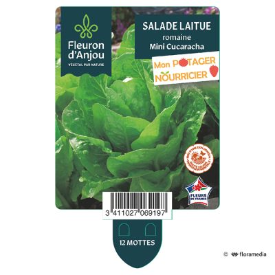 Laitue Romaine Mini Cucaracha