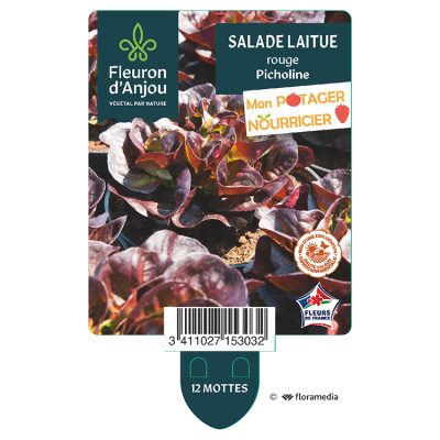 Laitue Rouge Picholine