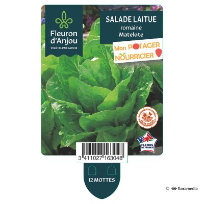 Laitue Romaine Matelote