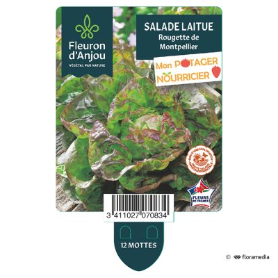 Laitue Rougette de Montpellier